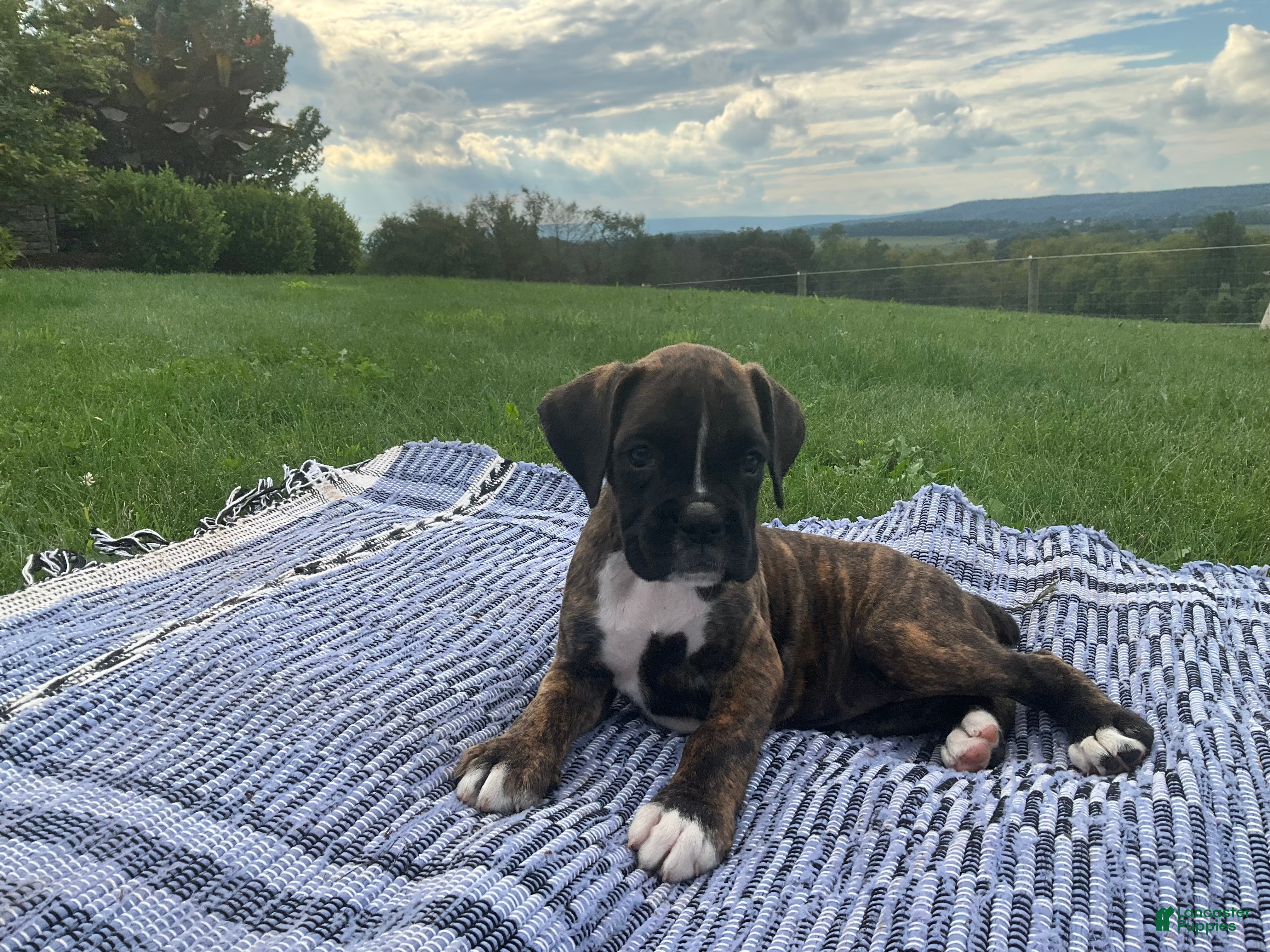 Boxer dogs Kiara - Ad 1