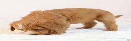 Mini Goldendoodle dogs for sale: Kye - Ad 4