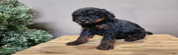 Mini Bernedoodle dogs for sale: Klaus - Ad 3
