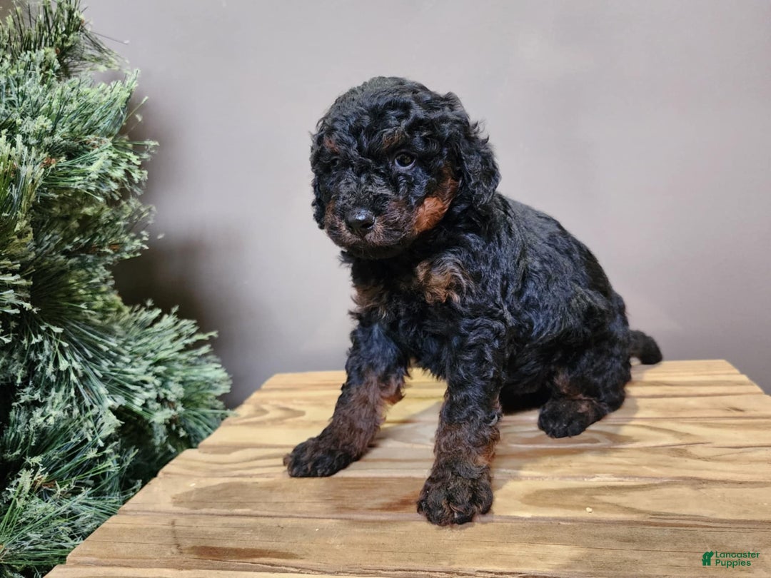 Mini Bernedoodle dogs for sale: Klaus - Ad 3