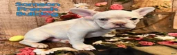 French Bulldog dogs for sale: Samson - Ad 1
