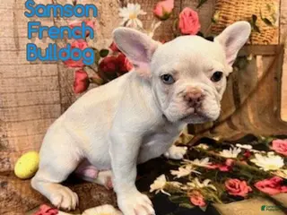 French Bulldog dogs for sale: Samson - Ad 3