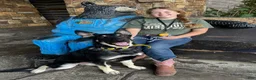 German Shepherd dogs for sale: COMING SOON!! Trained Deterrent Dog!!  - Ad 7