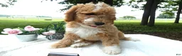 Mini Goldendoodle dogs for sale: Mini Goldendoodle 2 Nelly - Ad 3