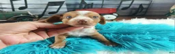 Dachshund dogs for sale: Nationwide delivery. Sugar pies red and white boy - Ad 1