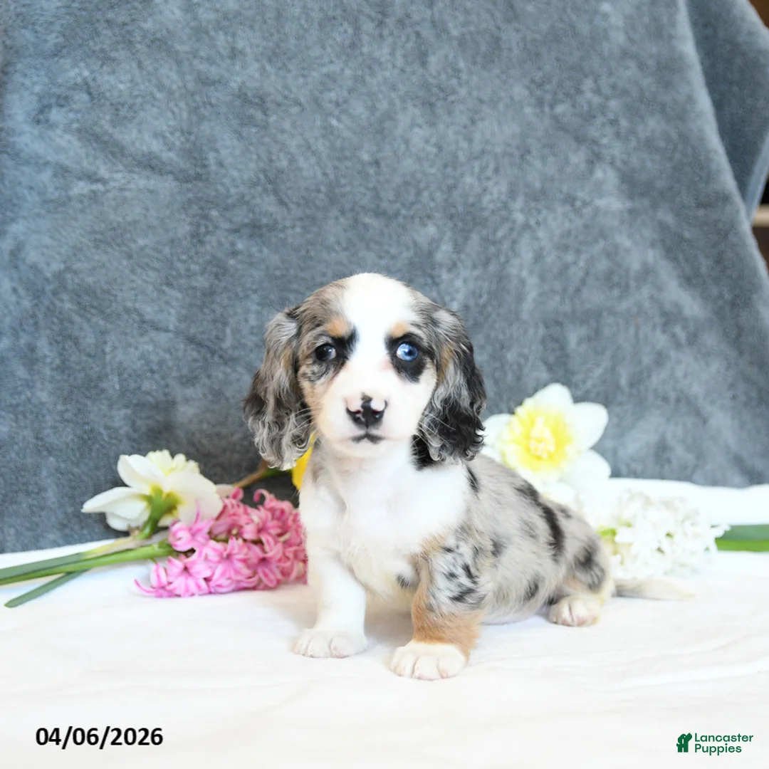Miniature Dachshund dogs for sale: Erik - Ad 5