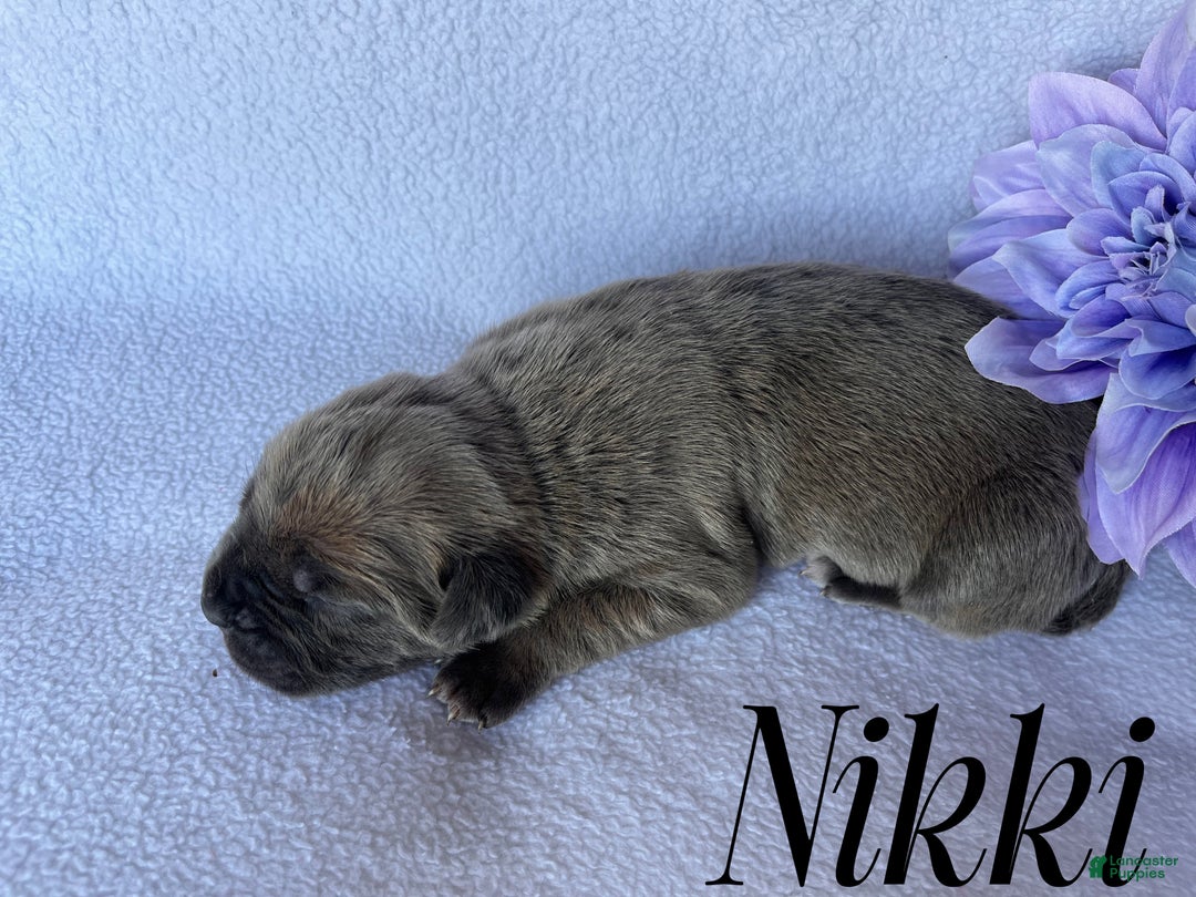 Cane Corso dogs for sale: Nikki - Ad 1