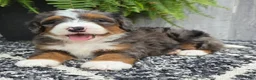 Mini Bernedoodle dogs for sale: Mini Jett - Ad 21