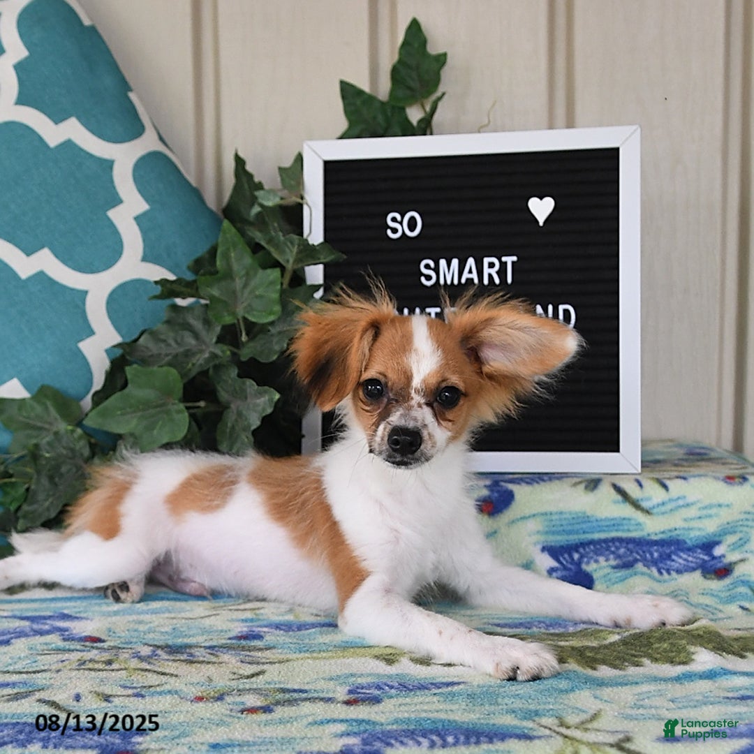 Papillon dogs for sale: Alex - Ad 12