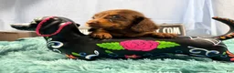 Miniature Dachshund dogs for sale: Champion bred long coat girl - Ad 4