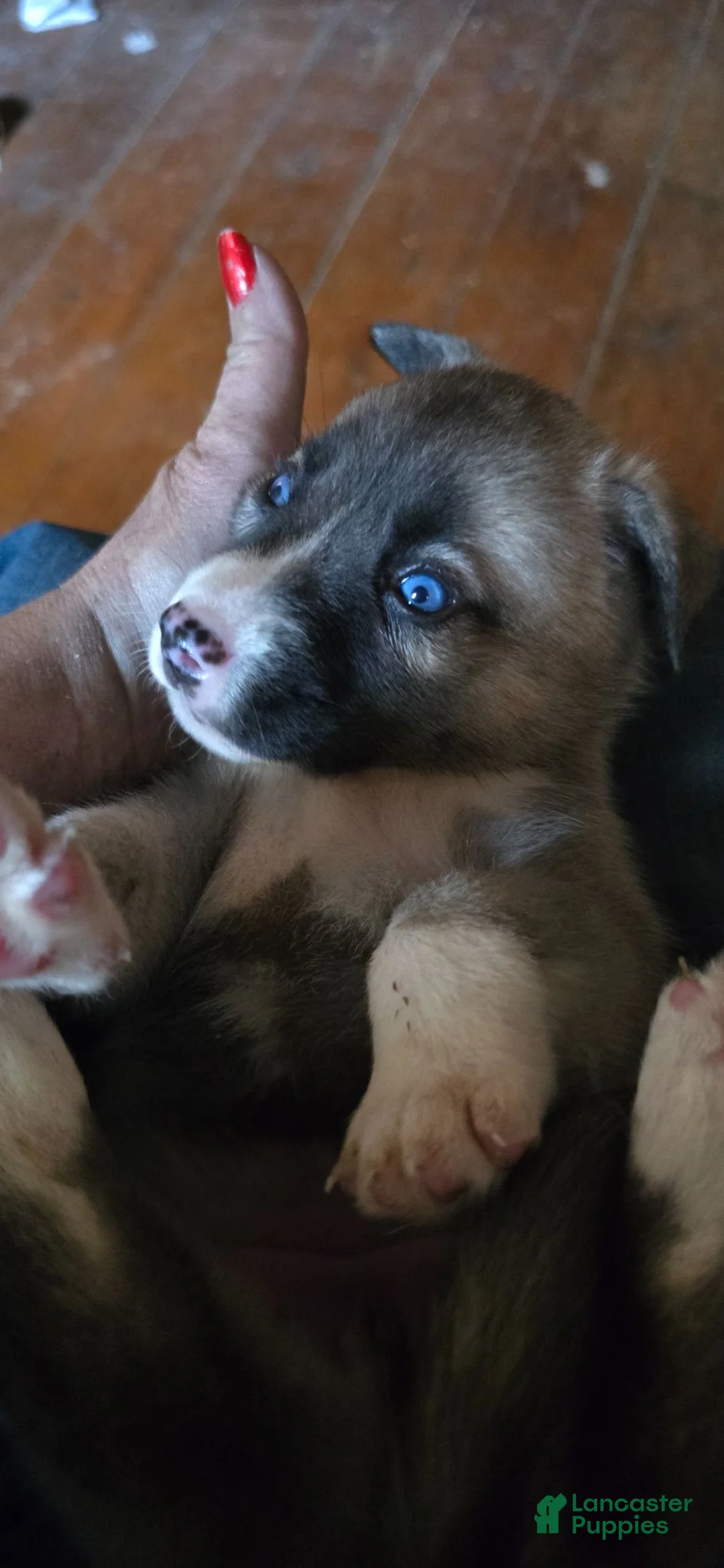 Gerberian Shepsky dogs for sale: Gerberian Shepsky 3 - Ad 2