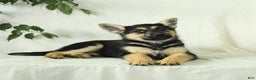 Gerberian Shepsky dogs for sale: Montana - Ad 5