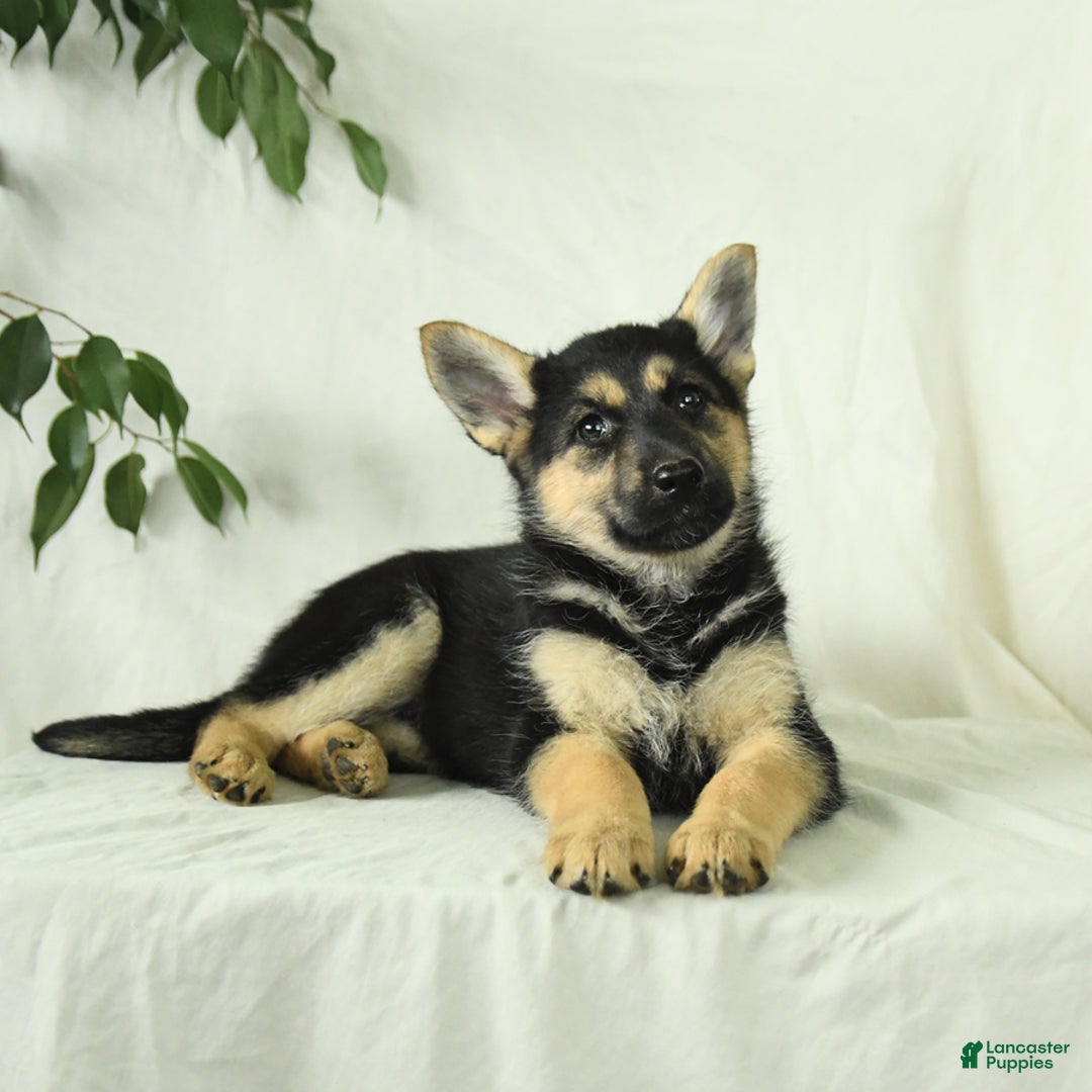 Gerberian Shepsky dogs for sale: Montana - Ad 5