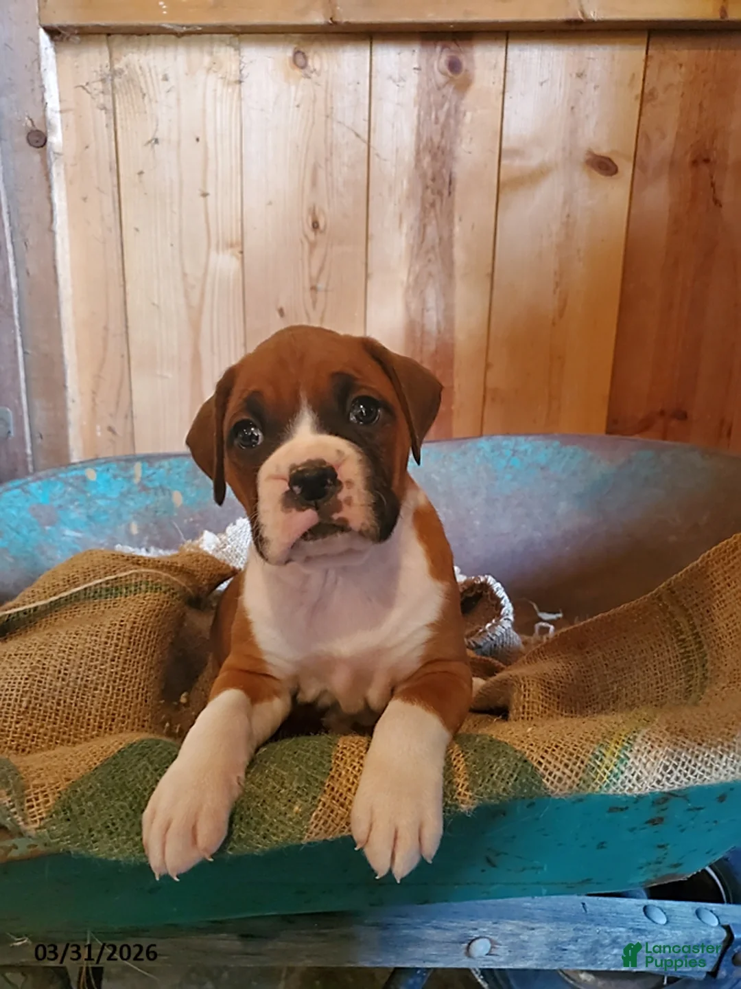 Boxer dogs for sale: Milley - Ad 1