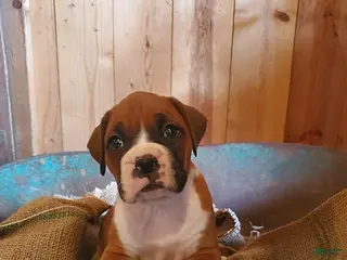 Boxer dogs for sale: Milley - Ad 3