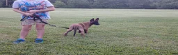 Belgian Malinois dogs for sale: Juneau - Ad 3