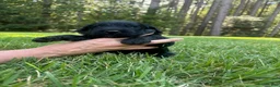 Goldendoodle dogs for sale: Coal - Ad 3
