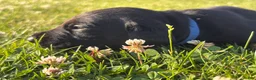 Mixed Breed dogs for sale: Oswald - Ad 6