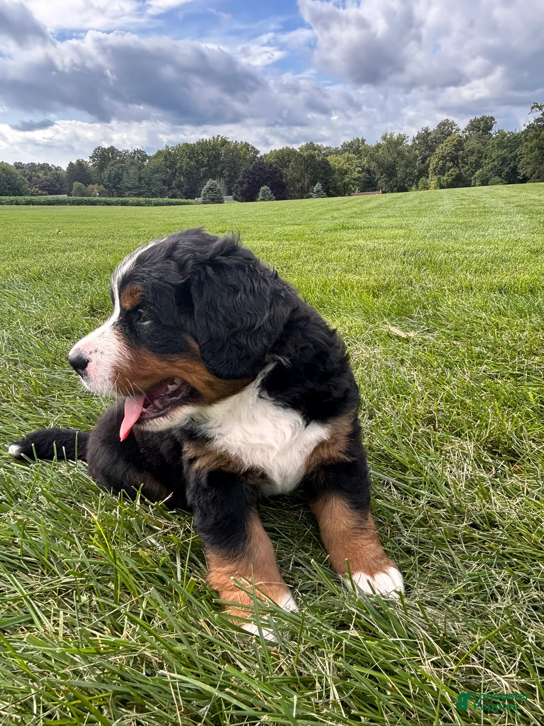 Bernese Mountain Dog dogs for sale: Auggie - Ad 2