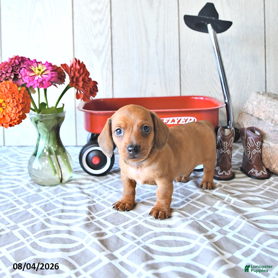 Miniature Dachshund dogs Timmy - Ad 2