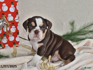 Mixed Breed dogs - Ad 25