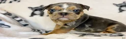 English Bulldog dogs for sale: Versace - Ad 71
