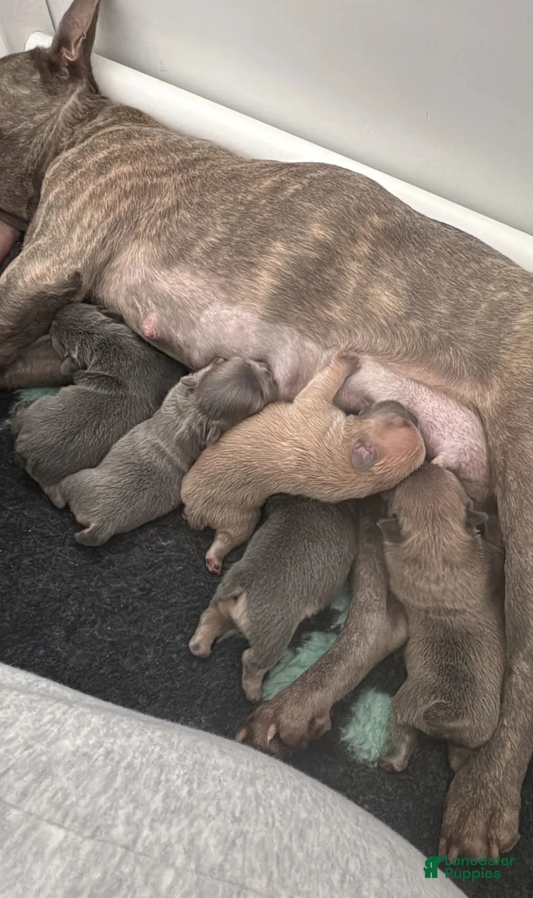 French Bulldog dogs for sale: Rock - Ad 3