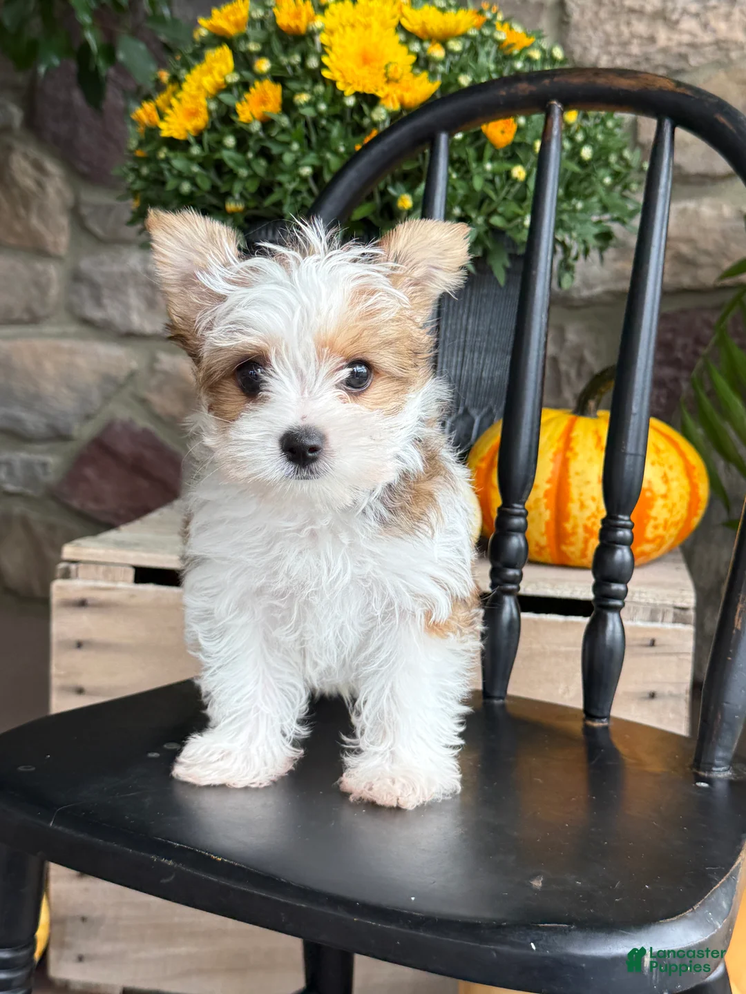 Yorkshire Terrier dogs for sale: Timmy - Ad 1