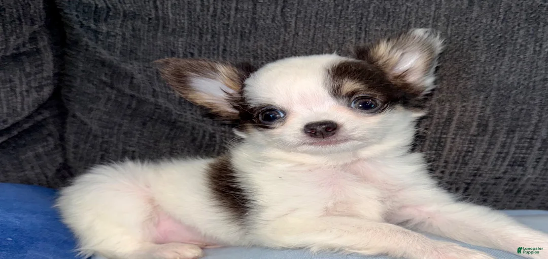 Gallery Image {{count}}