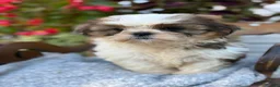 Shih Tzu dogs for sale: Shyla - Ad 5
