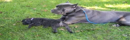Cane Corso dogs for sale: Shuri - Ad 3