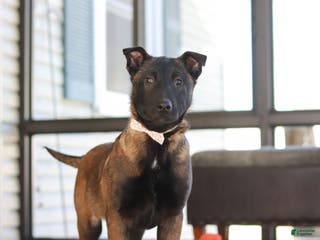 Belgian Malinois dogs Pumpkin - Ad 2