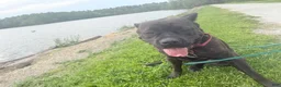 Cane Corso dogs for sale: Phantom - Ad 2