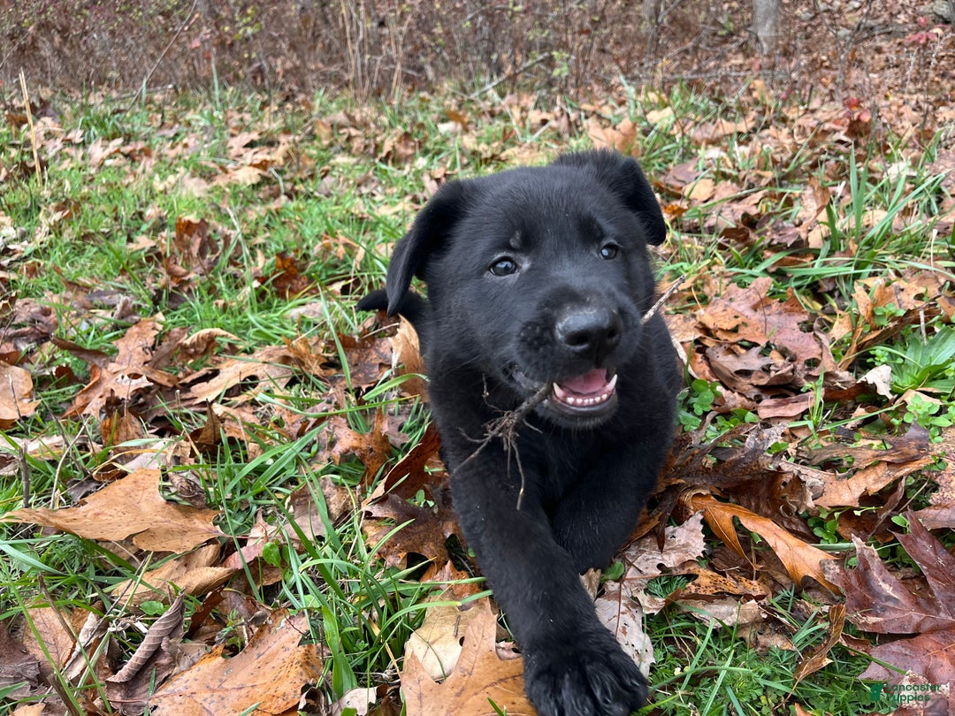 German Shepherd dogs for sale: Mitzi  - Ad 3