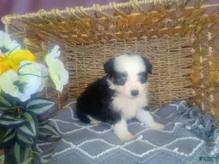 Mixed Breed dogs Mixed Breed Puppy 3 - Ad 15