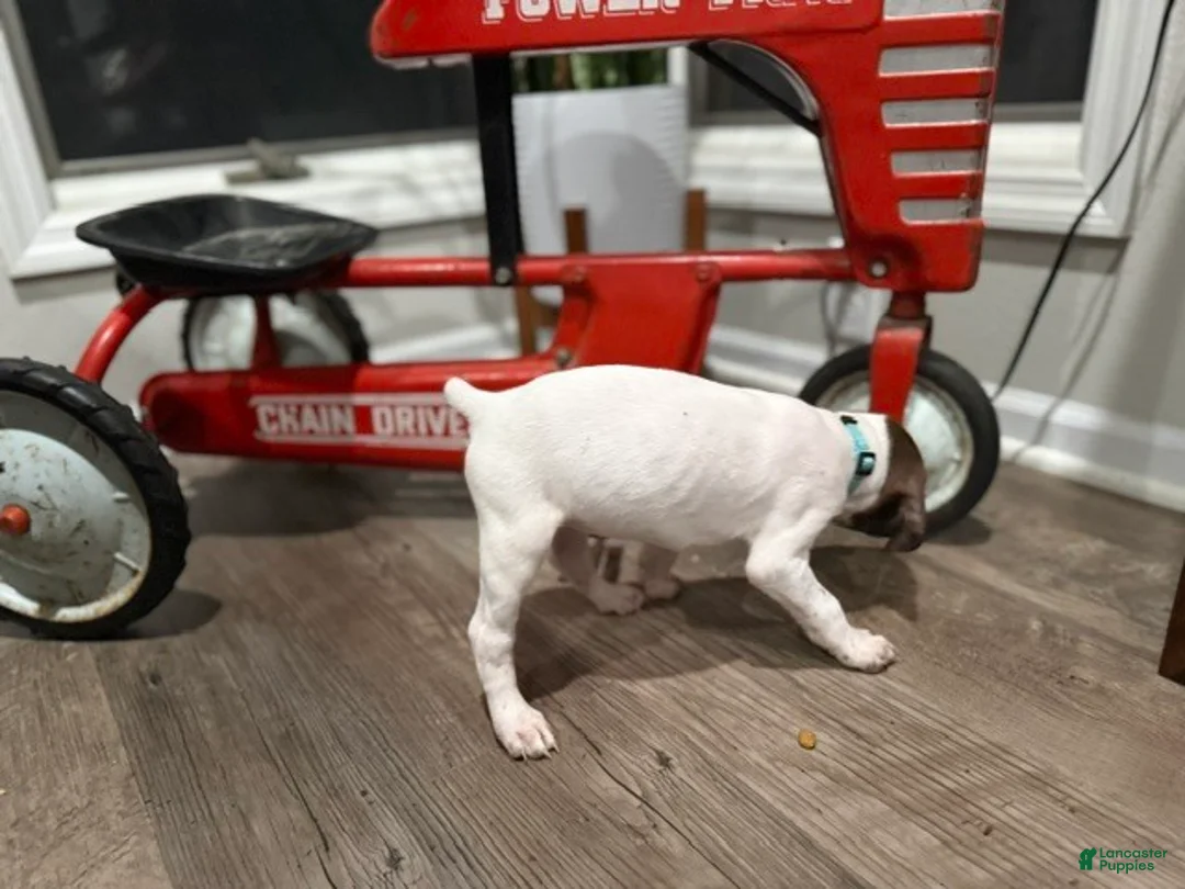 German Shorthaired Pointer dogs for sale: Megan - Ad 2