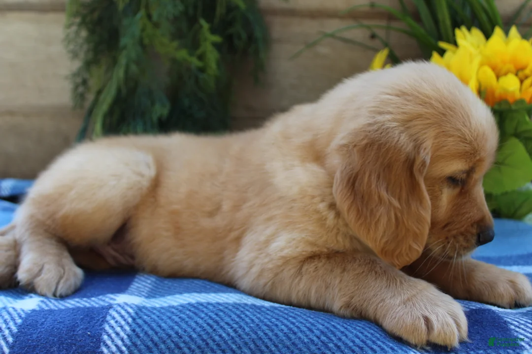 Golden Retriever dogs for sale: Rusty - Ad 8