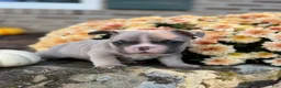 French Bulldog dogs for sale: French Bulldog 2 - Ad 4