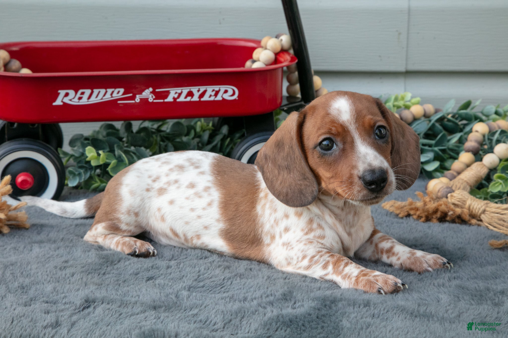 Miniature Dachshund dogs Murphy - Ad 1