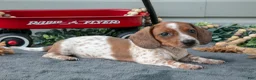 Miniature Dachshund dogs for sale: Murphy - Ad 1