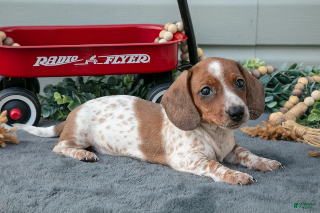 Miniature Dachshund dogs for sale: Murphy - Ad 1