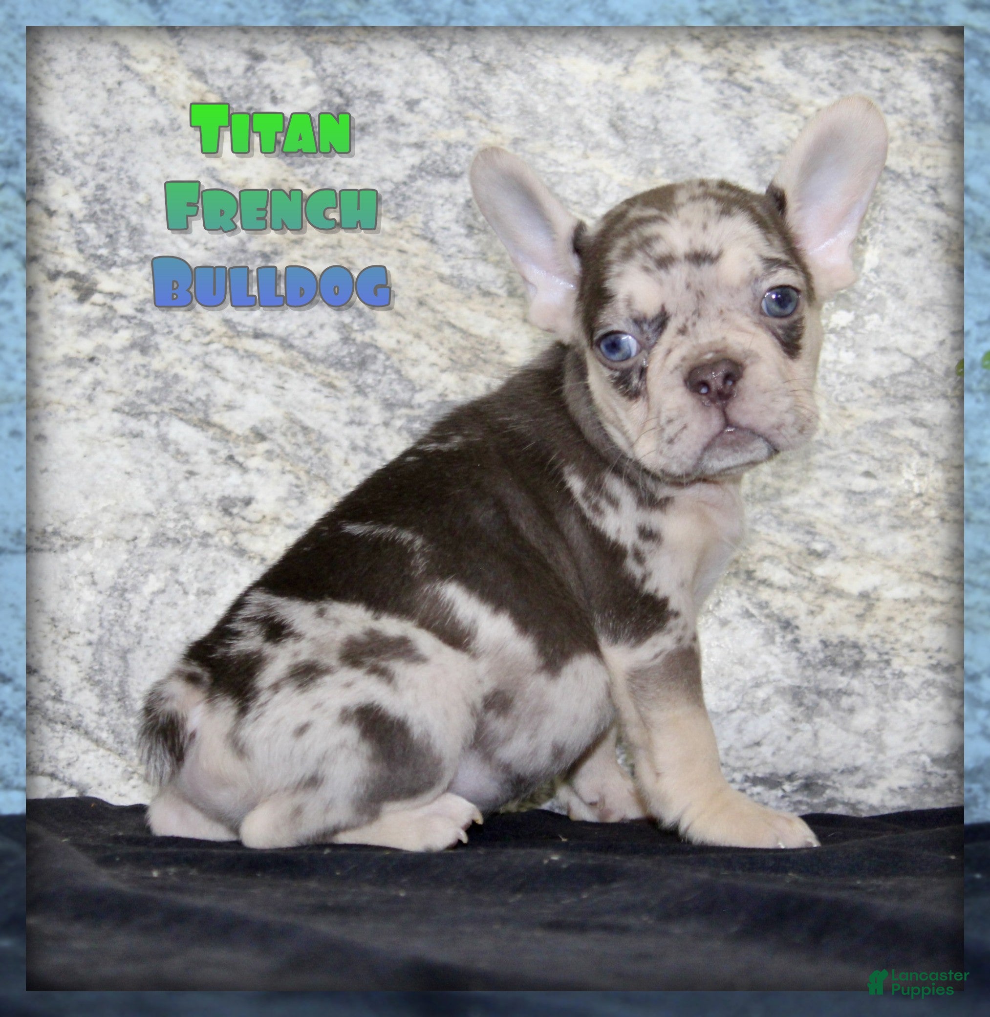 French Bulldog dogs for sale: Titan - Ad 3