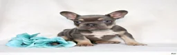 French Bulldog dogs for sale: Denim - Ad 3