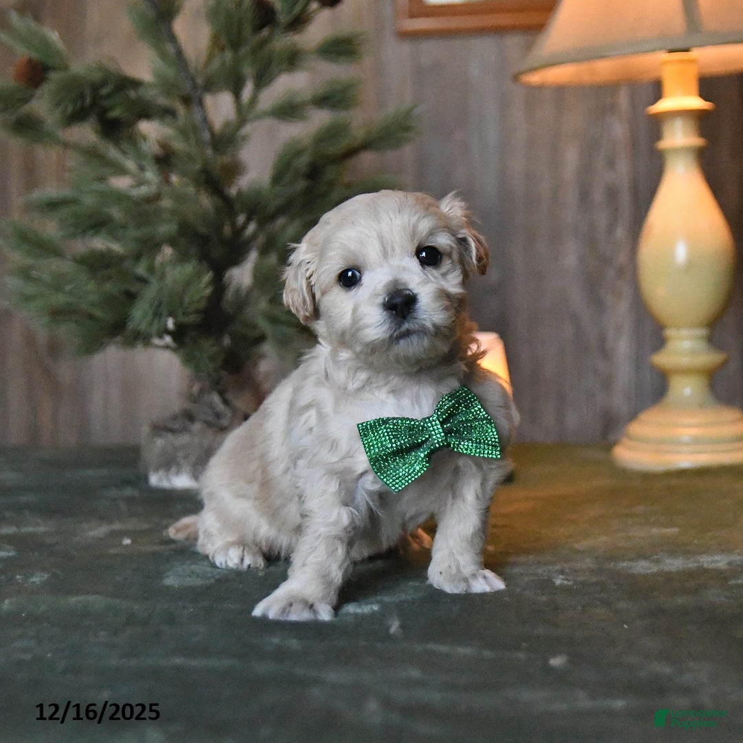 Mini Aussiedoodle dogs for sale: Prancer  - Ad 2