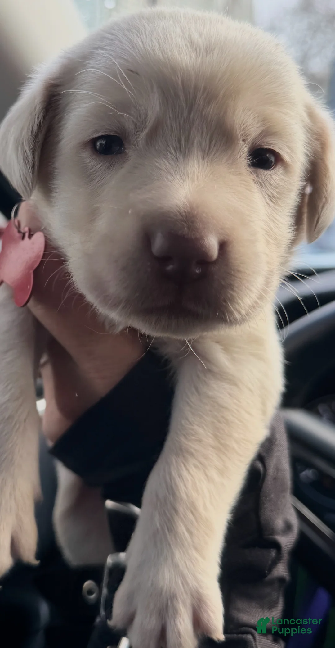 Labrador Retriever dogs for sale: Labrador Retriever Puppy 1 - Ad 13