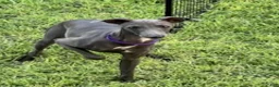 Italian Greyhound dogs for sale: Charlie - Ad 6