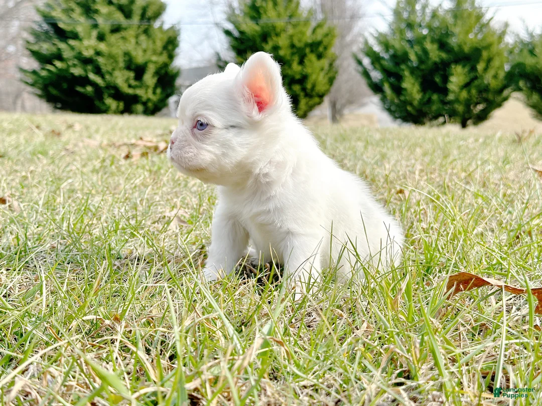 French Bulldog dogs for sale: Kamilla-Full Fluffy Choc & Tan Koi w Testable - Ad 2