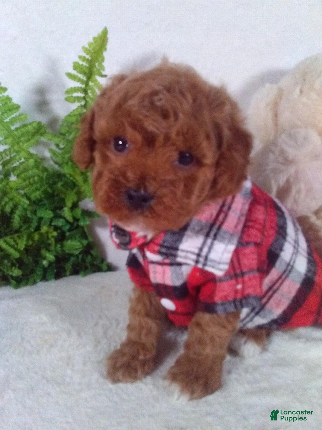 Cavapoo dogs for sale: Jasper - Ad 2