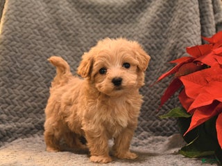 Maltipoo dogs Taffy - Ad 32