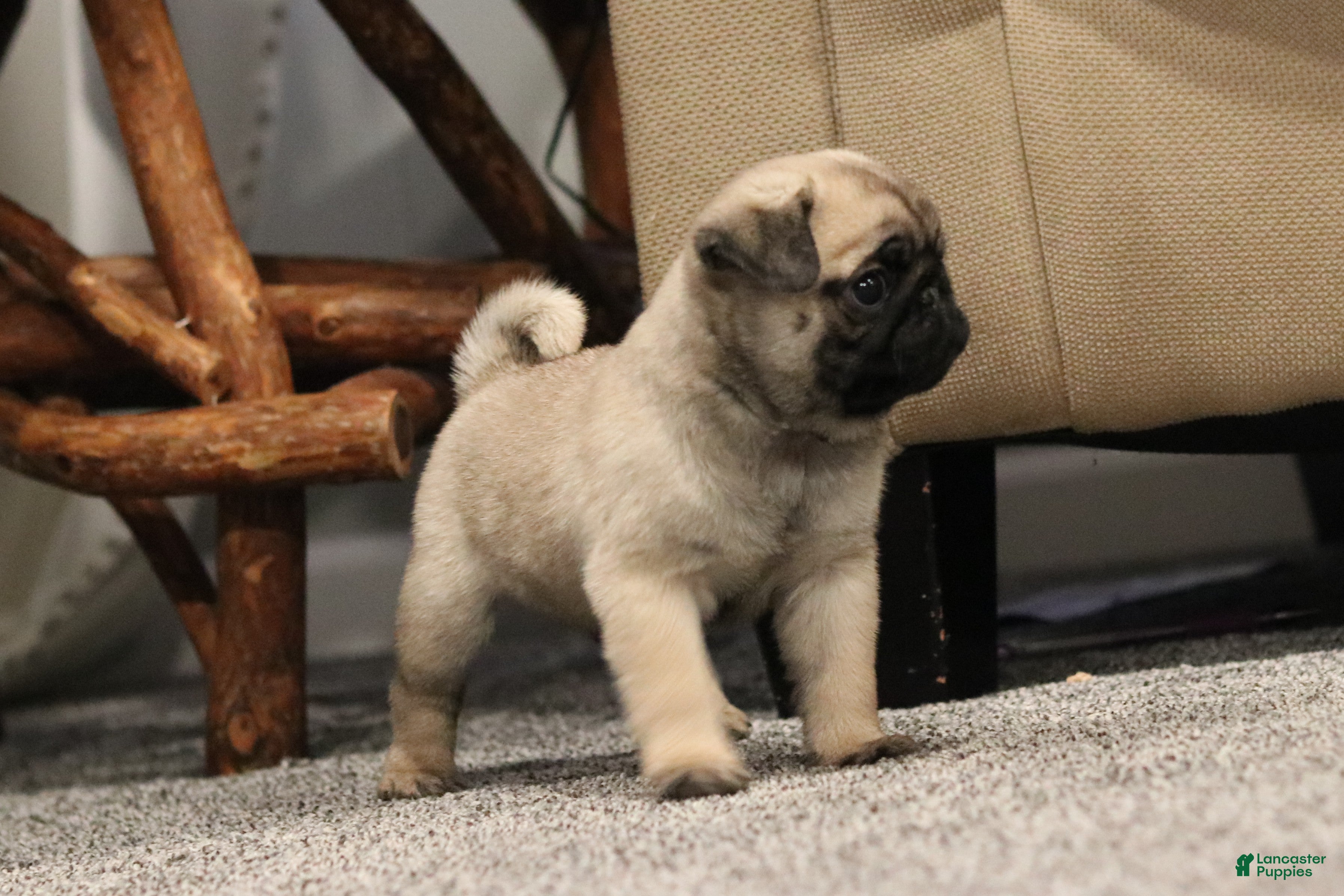 Pug dogs Champion Dexter - Ad 4